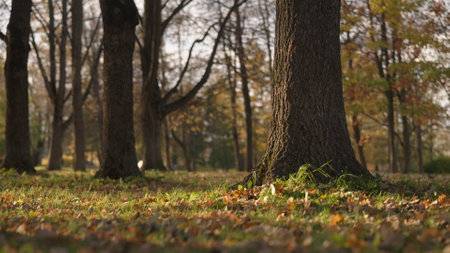 low angle background of park during autumn