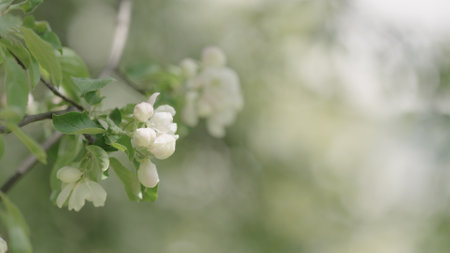 Closeup shot of blossoming apple treeの写真素材