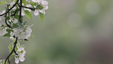 Closeup shot of blossoming apple tree