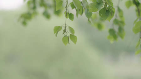 fresh birch leaves on branches closeup