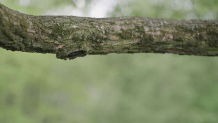tree branhc with natural backgroundの写真素材