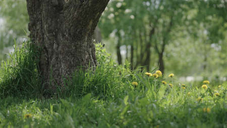 closeup shot of big apple tree in a garden