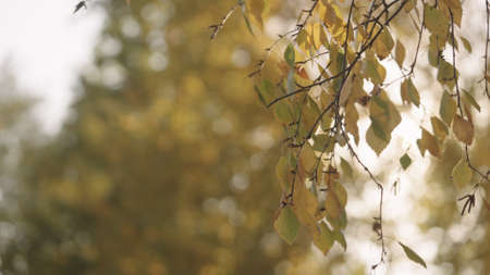 closeup shot of birch leaves on a branch in a fall season