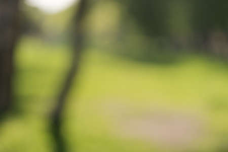 Defocused bokeh background of park in late spring or summer with trees in sunny day, backdropの写真素材