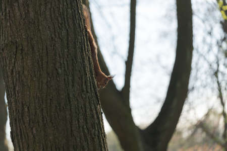 Squirrel on a tree trunk in springの写真素材