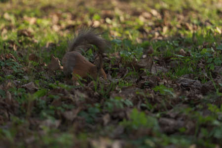 Squirrel searching for food stocks on the ground in spring