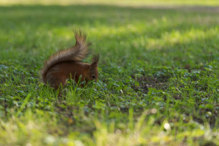 Squirrel searching for food stocks on the ground in springの写真素材