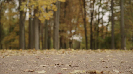 autumn background with fallen leaves in a parkの写真素材