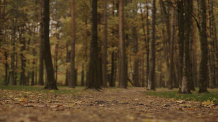 autumn background with fallen leaves in a parkの写真素材