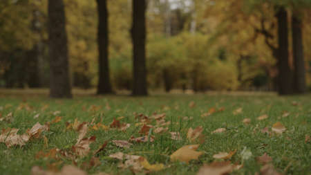 autumn background with fallen leaves in a parkの写真素材