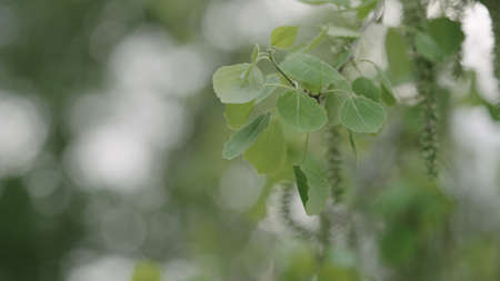 closeup shot of aspen tree in late springの写真素材