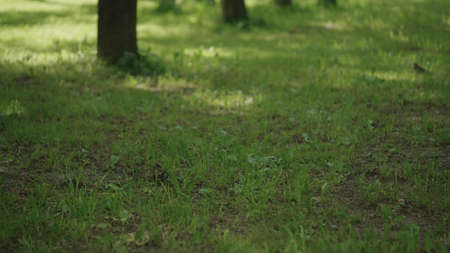 Female blackbird looking for food to feed babiesの写真素材