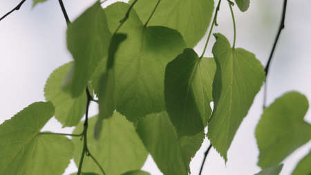 green linden leaves on a warm summer day closeup