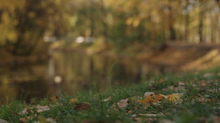 small lake or pond with fallen leaves in autumnの写真素材