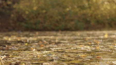 small lake or pond with fallen leaves in autumnの写真素材