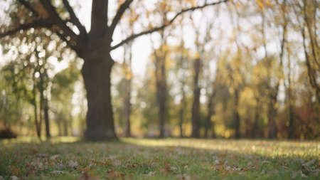 background of autumn park with fallen leaves
