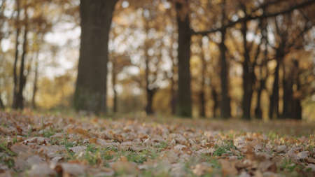 background of autumn park with fallen leavesの写真素材