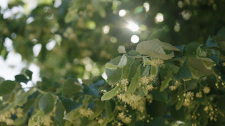 linden tree blooming on a sunny day