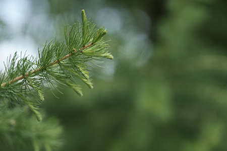 Fresh green larch branches with copy space