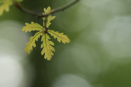Young oak leaves with copy space