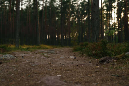 Empty pine forest with track and bilberry bushes in late summerの写真素材