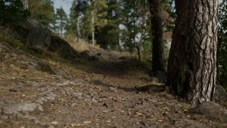 detail shot of forest path