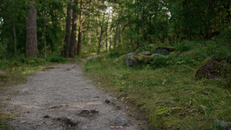 detail shot of forest path