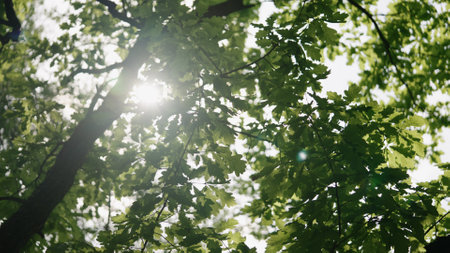 Young oak leaves on a sunny summer dayの写真素材