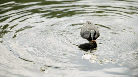coot family feeding in a pond in springの写真素材