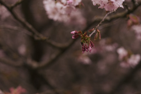 Closeup cherry blossom in a springの写真素材