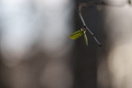 First elm leaves in spring closeup
