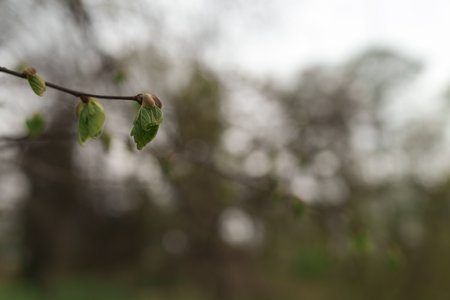 First leaves on a branch in spring close up