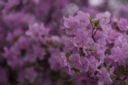Closeup photo of Rododendron flowers