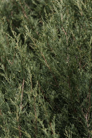 Juniper tree in spring with buds closeup