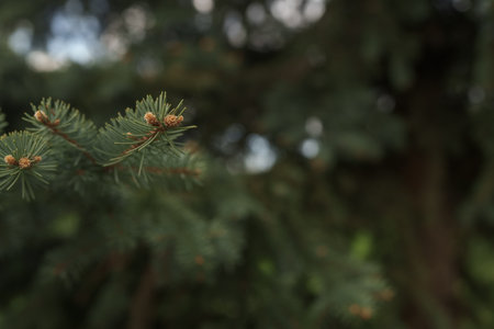 Closeup of pine tree in spring