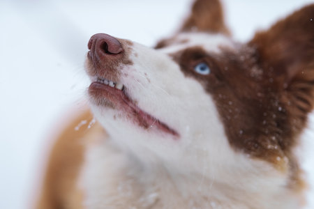 Ginger laika dog portrait in winterの写真素材