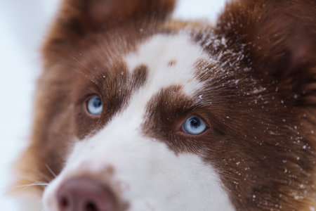 Ginger laika dog portrait in winterの写真素材