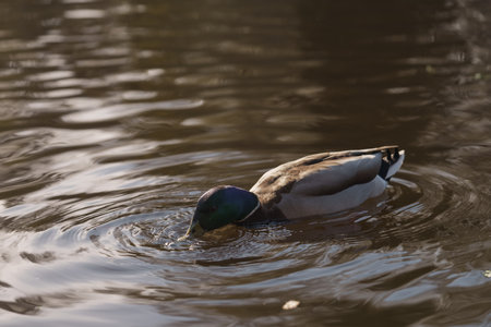 Male common duck swimming in a lake or pondの写真素材