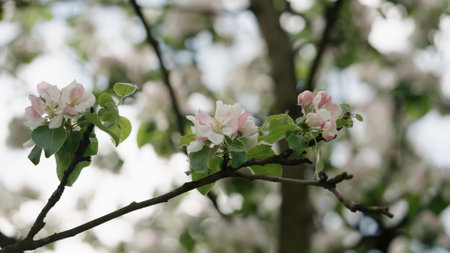 Spring tender apple flowers closeup shot