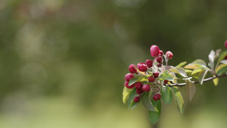 Spring pink apple flowers closeup shotの写真素材