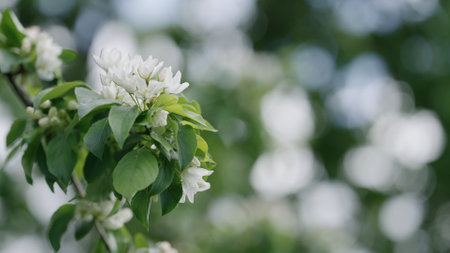 Pear tree with white flowers closeup