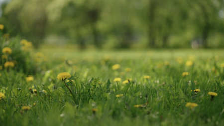Background of apple garden in late springの写真素材