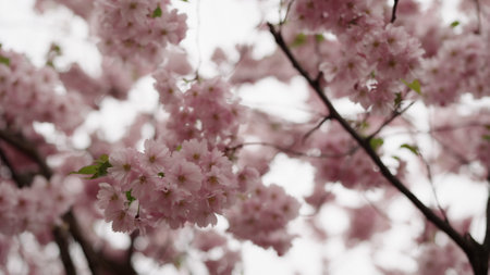 Closeup shot of cherry blossom in aprilの写真素材