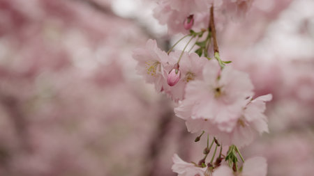 Closeup shot of cherry blossom in aprilの写真素材