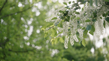 spring branch with white flowers