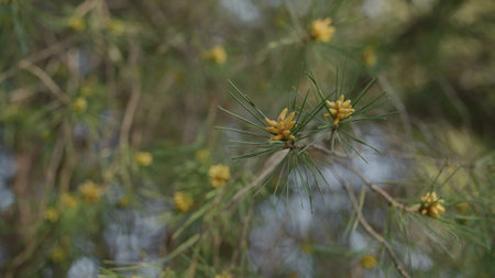 blossoming stone pine tree closeup