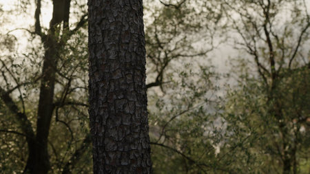 closeup shot of pine tree with copy spaceの写真素材