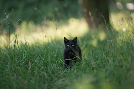 Portrait of young cat walking through a grassの写真素材
