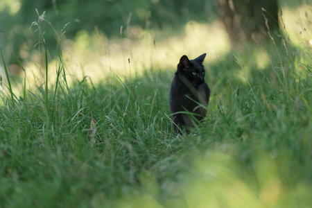 Portrait of young cat walking through a grassの写真素材