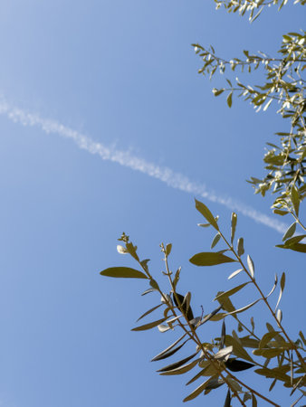 Olive tree branches agains blue sky on a spring dayの写真素材